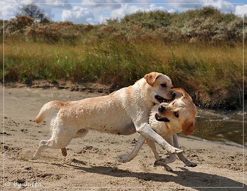 Joyful Lab's Cheeky Girl & Classic Girl