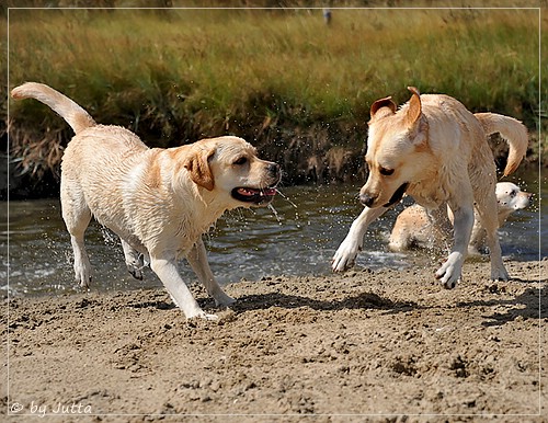 Joyful Lab's Cheeky Girl & Classic Girl