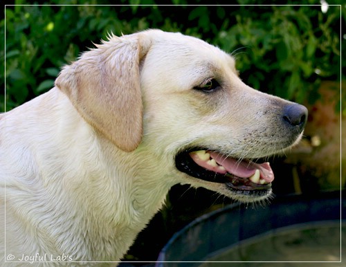 Joyful Lab's Classic Girl & Cuddly Girl