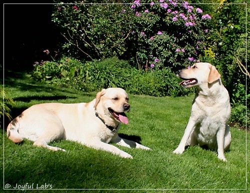 Joyful Lab's Classic Girl & Cuddly Girl