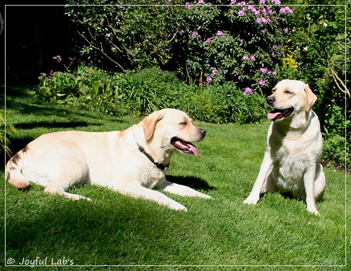 Joyful Lab's Classic Girl & Cuddly Girl