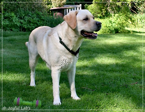 Joyful Lab's Classic Girl 