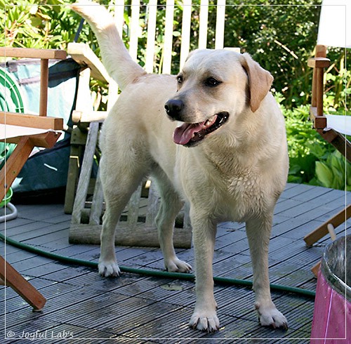 Joyful Lab's Cuddly Girl