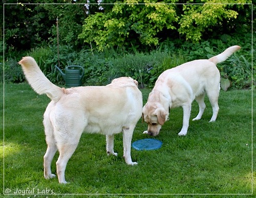 Joyful Lab's Classic Girl & Cuddly Girl