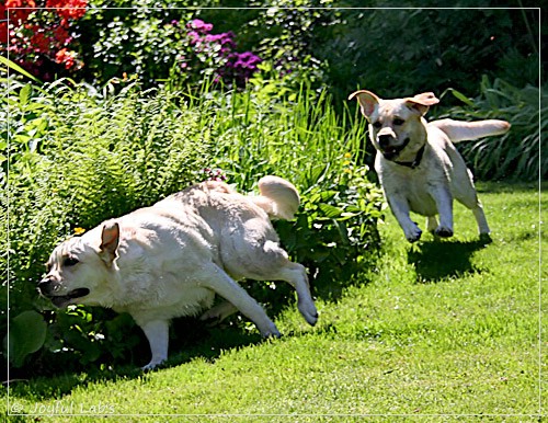 Joyful Lab's Classic Girl & Cuddly Girl