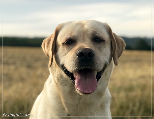 Joyful Lab's Classic Girl - Carla