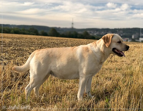 Joyful Lab's Classic Girl - Carla