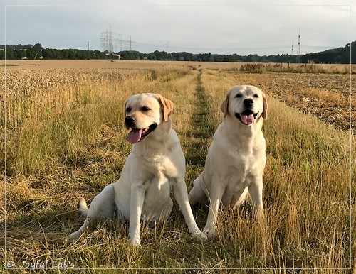 Joyful Lab's Classic Girl - Carla