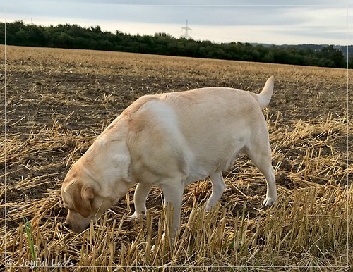 Joyful Lab's Classic Girl - Carla