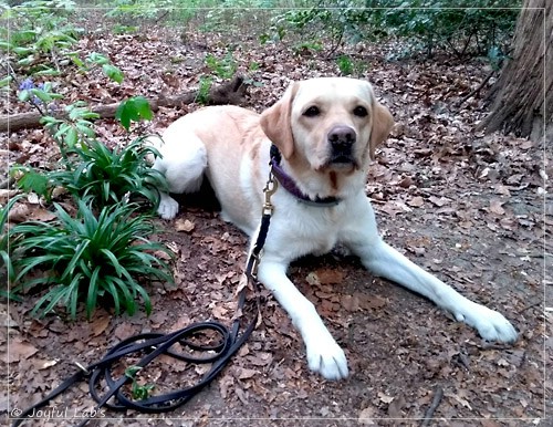 Joyful Lab's Dressy Girl