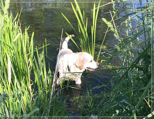 Joyful Lab's Bright Girl