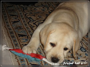 Joyful Lab's Bombastic Boy