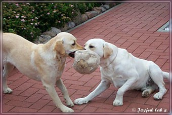 Joyful Lab's Bring Back Boy