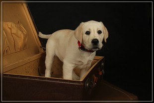 Joyful Lab's Bring Back Boy