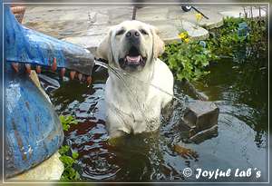 Joyful Labs Absolute Power Boy "Finn"