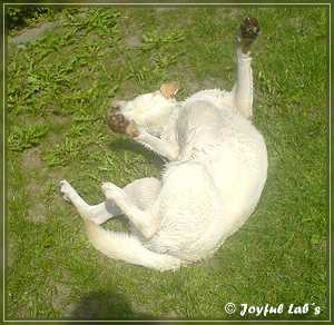 Joyful Labs Absolute Power Boy "Finn"