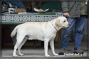 Joyful Labs Adventure Boy "Henry"