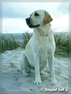 Joyful Labs Adventure Boy "Henry"