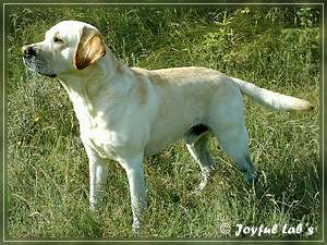 Joyful Labs Adventure Boy "Henry"