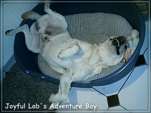 Joyful Labs Adventure Boy "Henry"