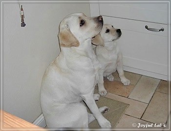 "Lucy" und "Molly"