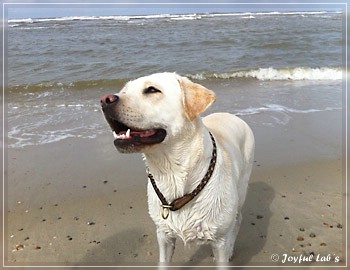 Joyful Lab's Brilliant Girl "Shila"