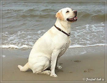 Joyful Lab's Brilliant Girl "Shila"