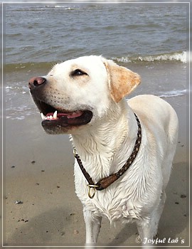 Joyful Lab's Brilliant Girl "Shila"