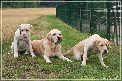 Joyful Lab's C-Wurf - Carla & Greta