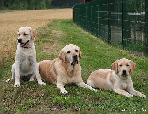 Joyful Lab's C-Wurf - Carla & Greta