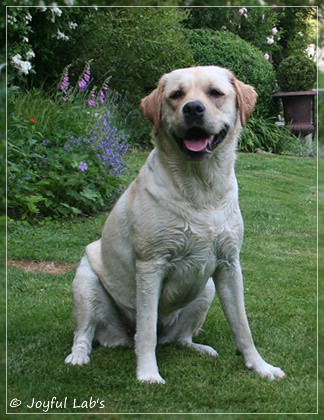 Joyful Lab's Classic Girl