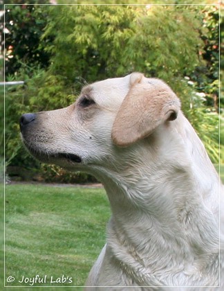 Joyful Lab's Cuddly Girl