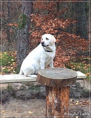 Joyful Lab's Bright Girl