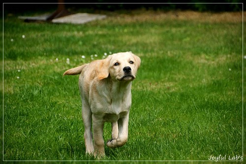 Joyful Lab's Crazy Boy