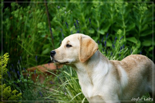 Joyful Lab's Crazy Boy