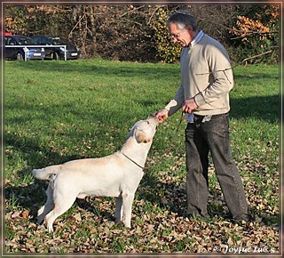 Joyful Lab's Bombastic Boy "Benno"