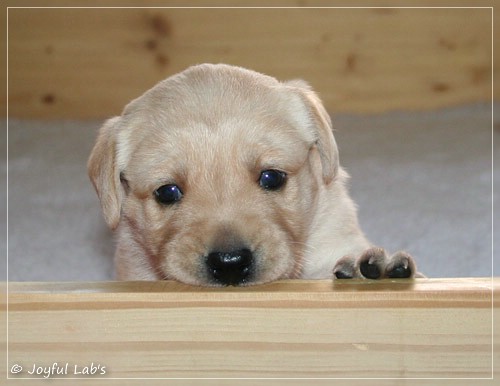Joyful Lab's D-Wurf