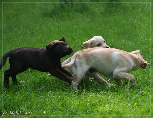 Joyful Lab's Destiny Boy & Dream Bo