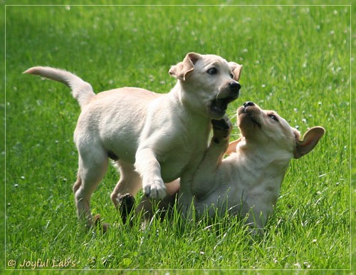 Joyful Lab's Destiny Boy & Dream Bo