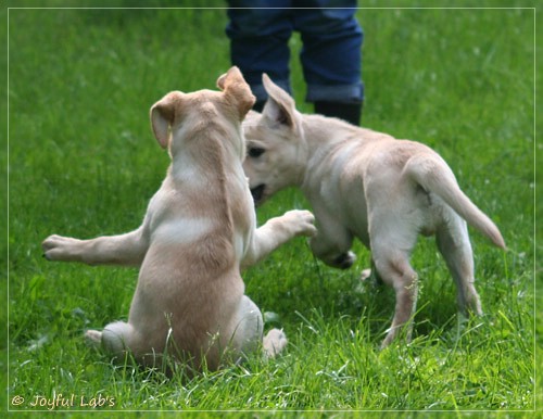 Joyful Lab's Destiny Boy & Dream Bo