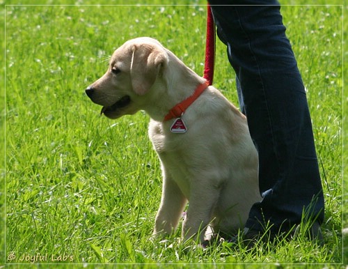 Joyful Lab's Destiny Boy & Dream Bo