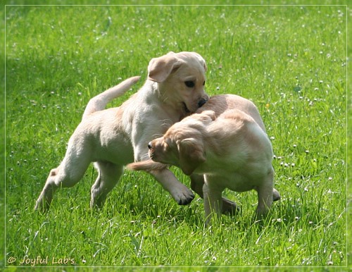 Joyful Lab's Destiny Boy & Dream Bo