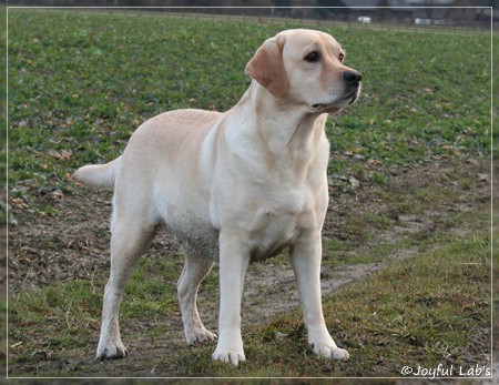 Hanna - Rosefair Joyful Girl