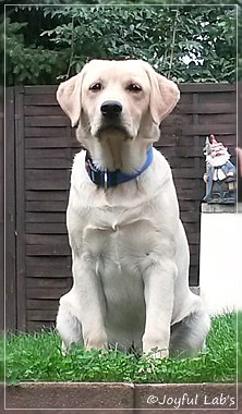 Joyful Lab's Carry Back Boy