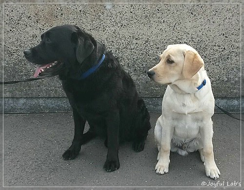 Joyful Lab's Carry Back Boy