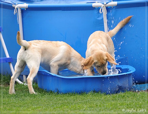 Joyful Lab's C-Wurf - Carla & Greta