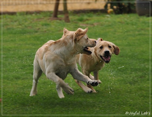 Joyful Lab's C-Wurf - Carla & Greta