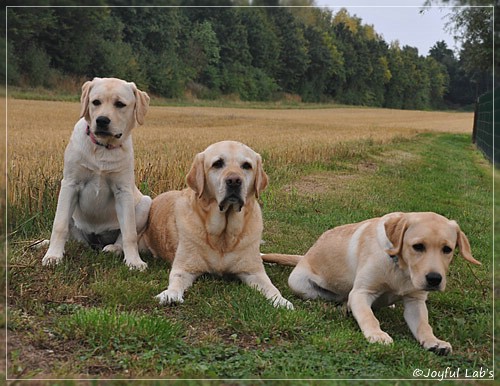 Joyful Lab's C-Wurf - Carla & Greta