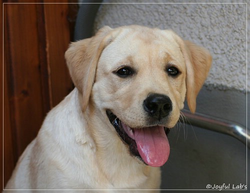 Joyful Lab's Cuddly Girl