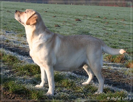 Hanna - Rosefair Joyful Girl